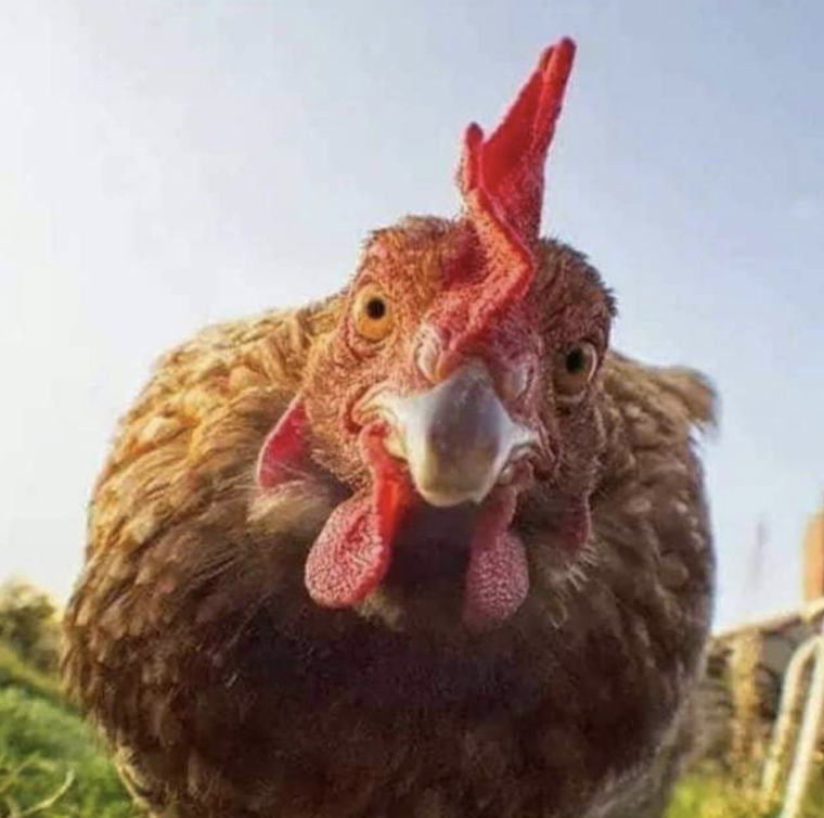 Смешной петух