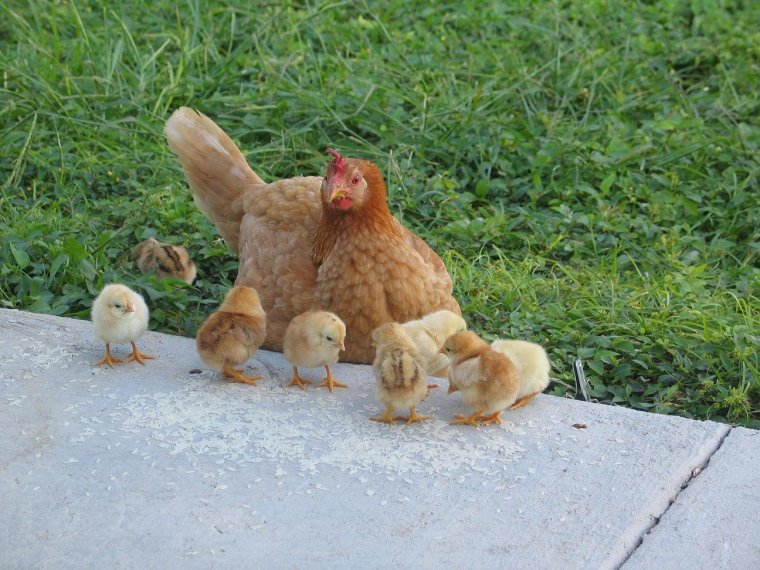 Цыплята под крылом курицы