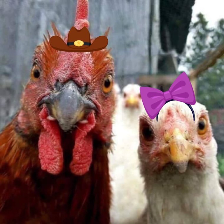 Тупой петух