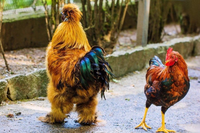 Смешной петух