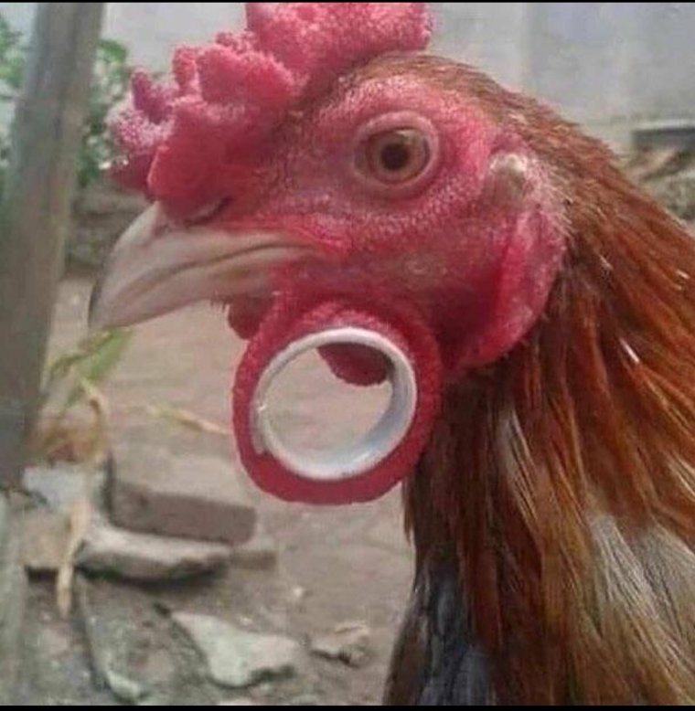 Курица забавная