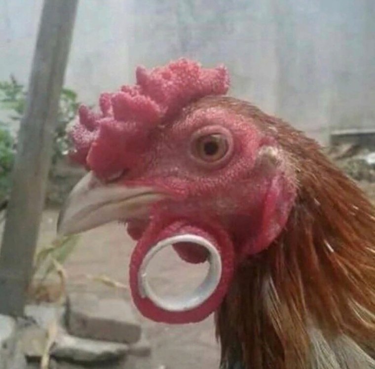 Тупой петух