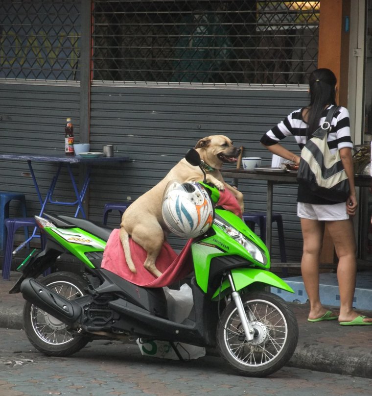 Толстый мужик на мотоцикле