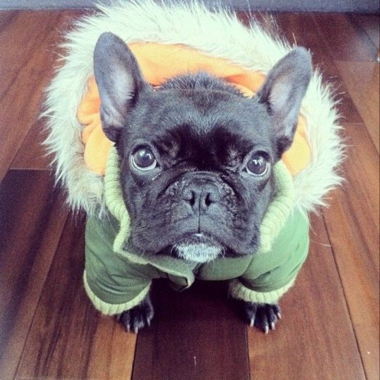 Троттер бульдог