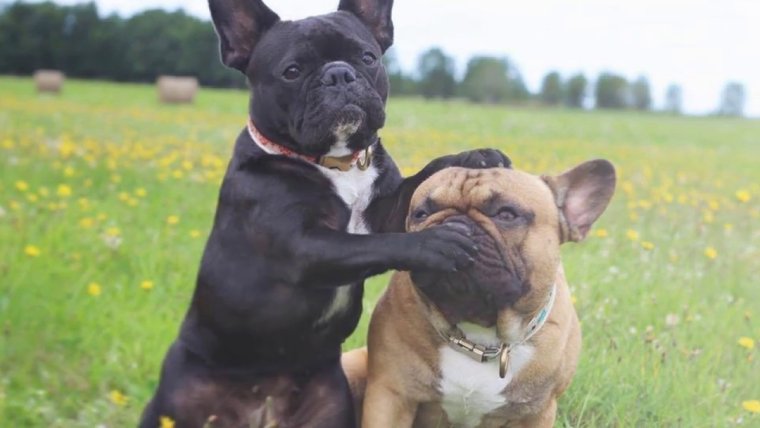 Франц бульд