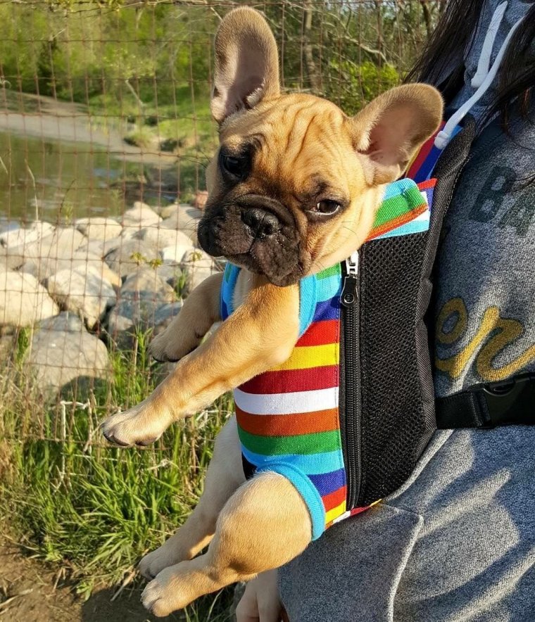 Французский бульдог Марсель