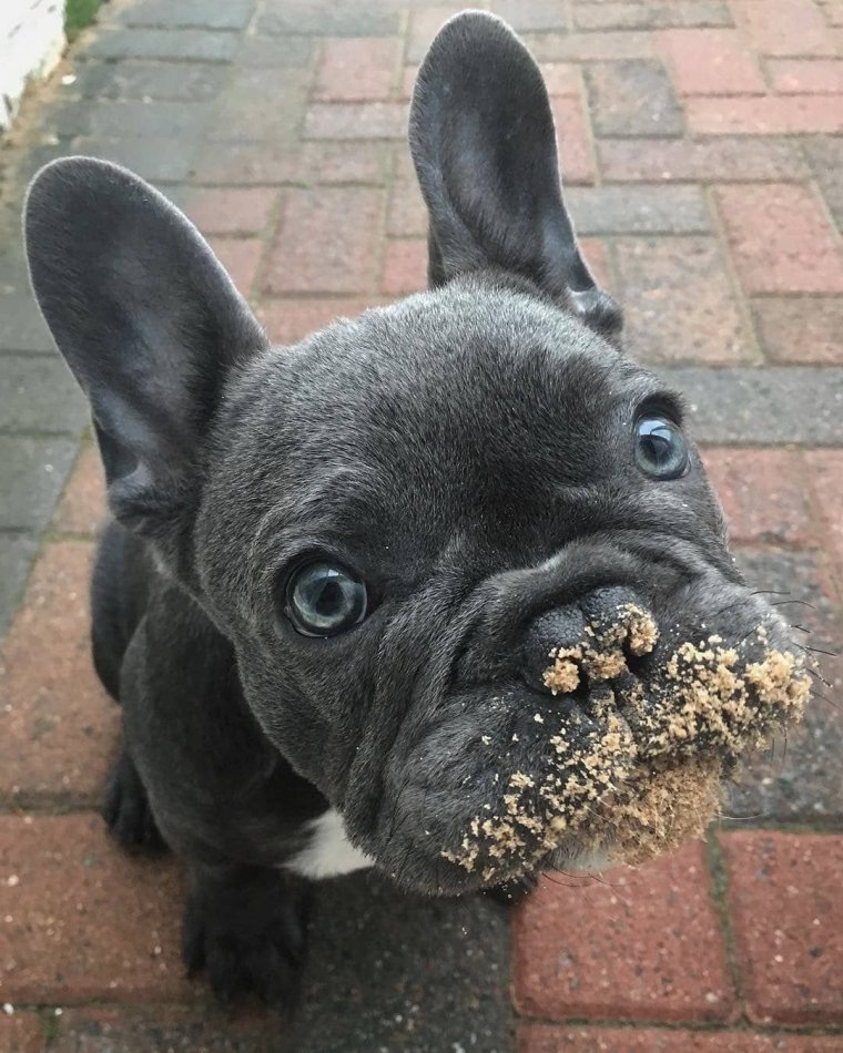 Мохнатый французский бульдог