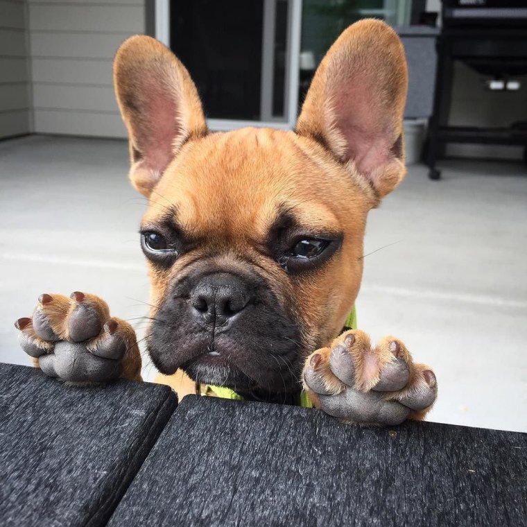 Смешные французские бульдоги