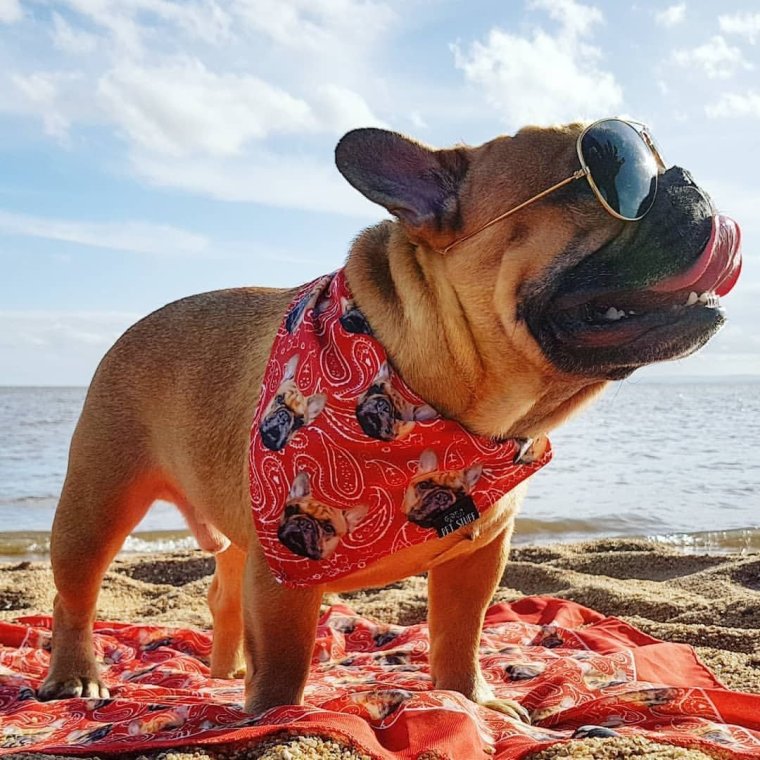 Французский бульдог на пляже