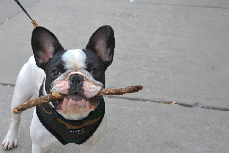 Смешной бульдог