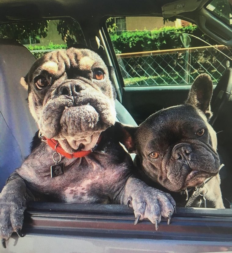 Забавный бульдог