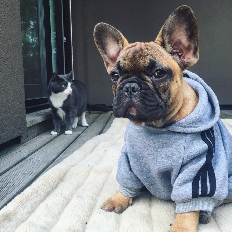 Французский бульдог