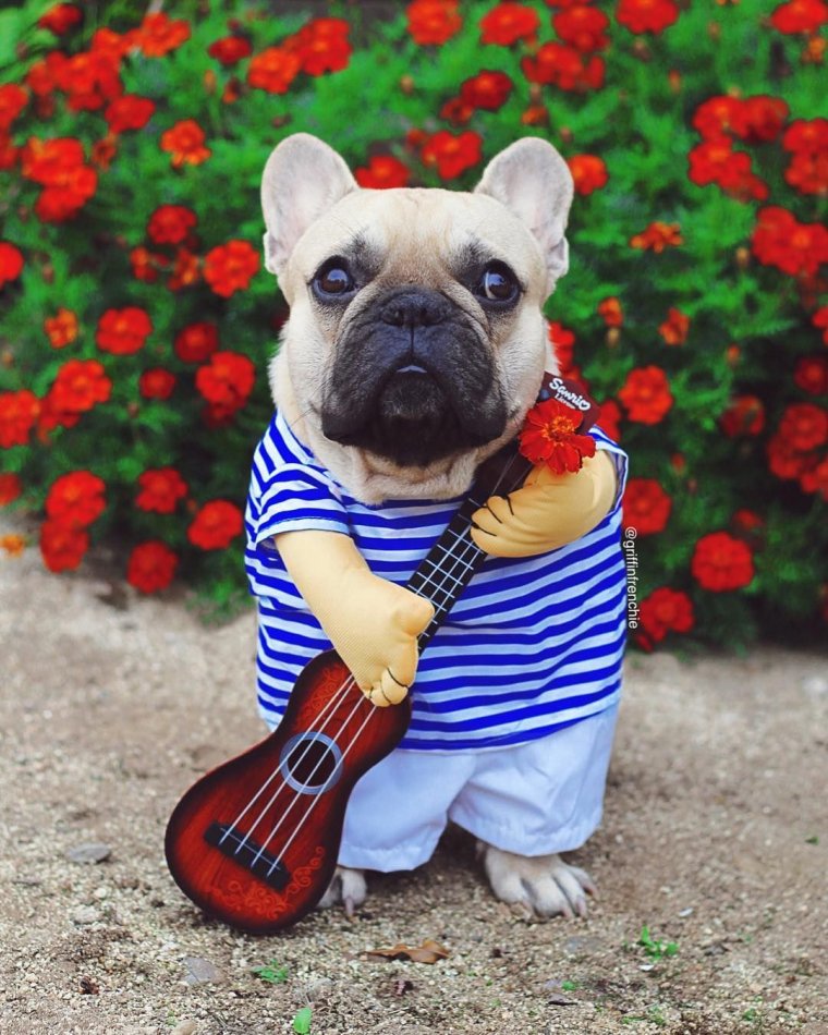 Французский бульдог в тельняшке