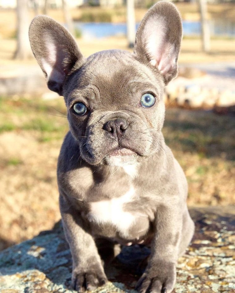 Кудрявый французский бульдог