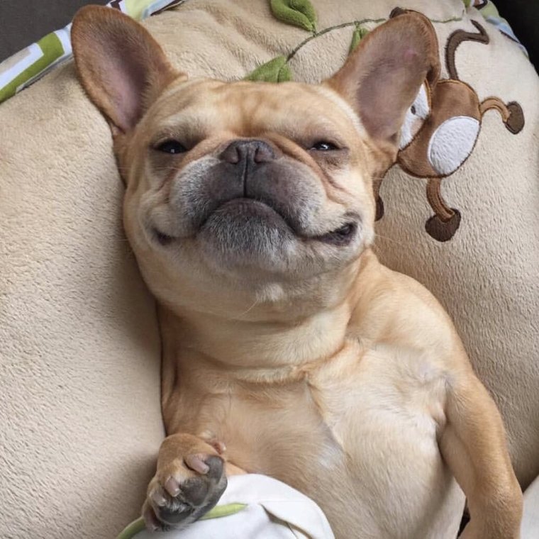 Бульдог улыбается