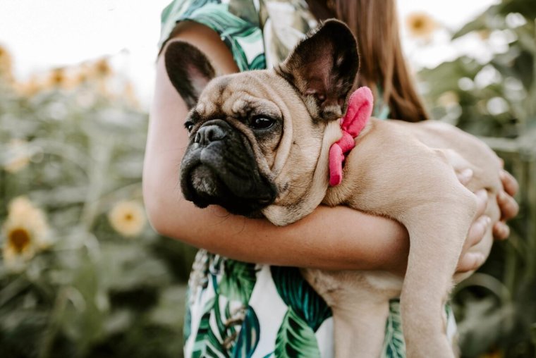 Дог и французский бульдог