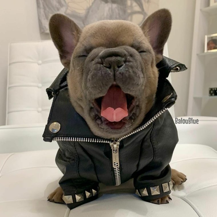 Крутой французский бульдог