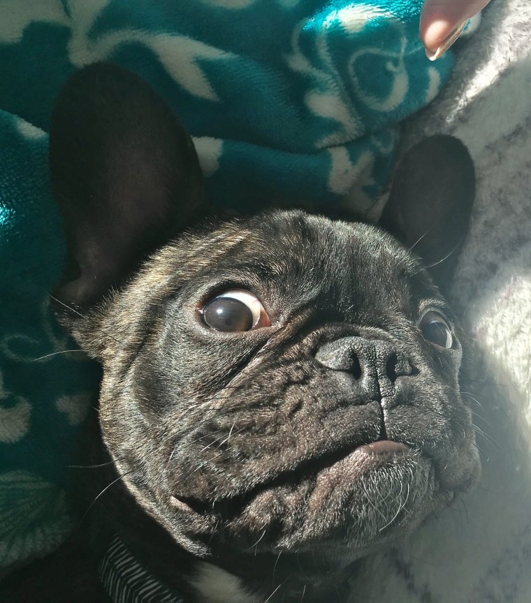 Смешные французские бульдоги