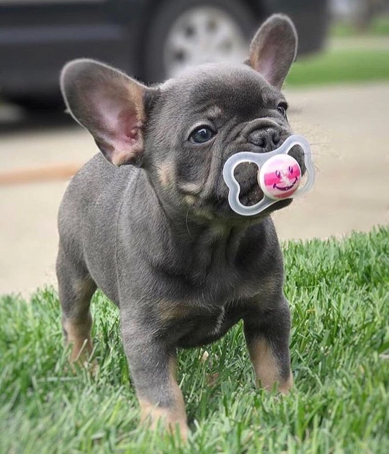 Ушастый бульдог