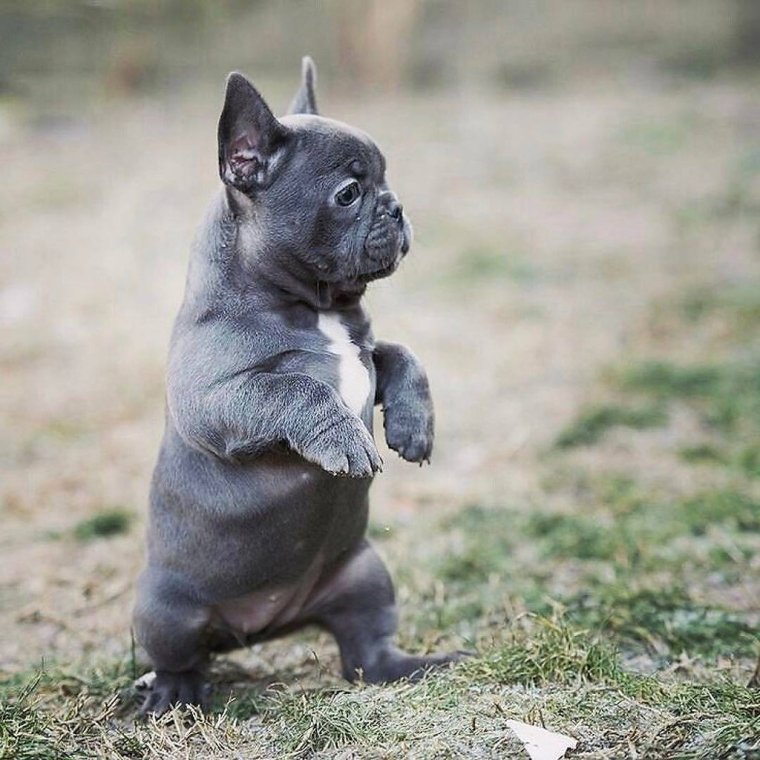 Франц бульд