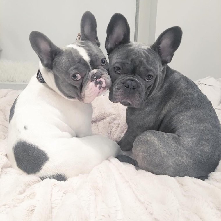 Французский бульдог кролик