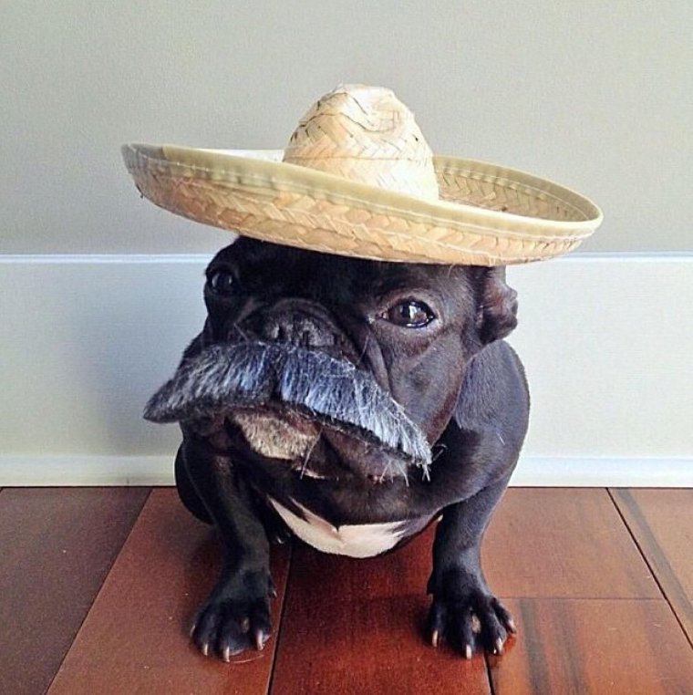 Троттер бульдог