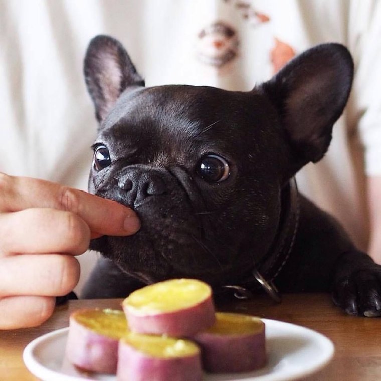 Смешной щенок французского бульдога