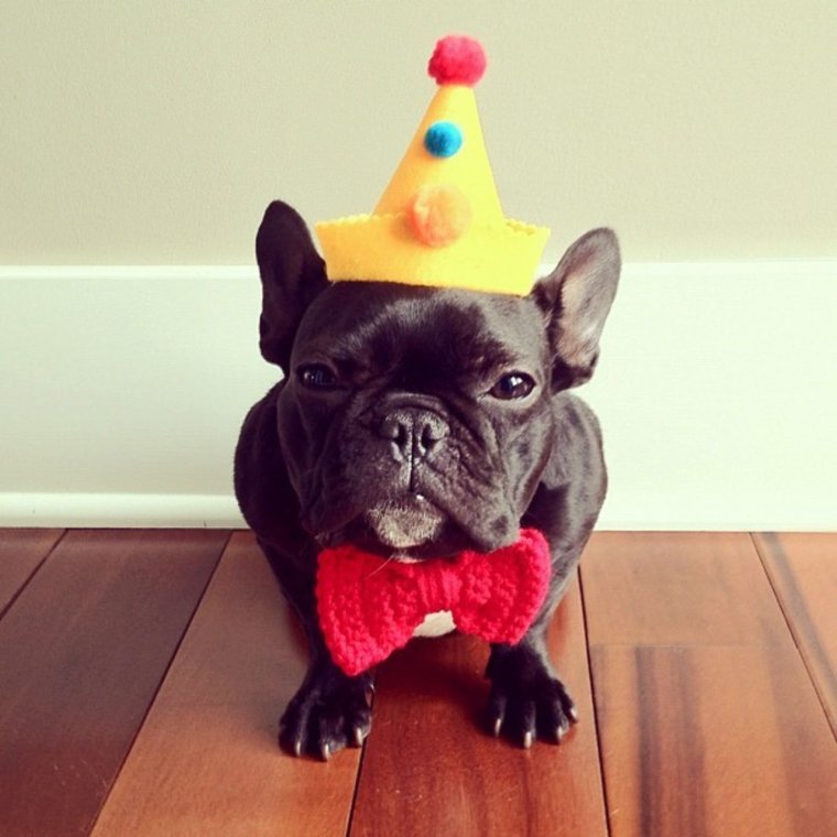 Французский бульдог приколы