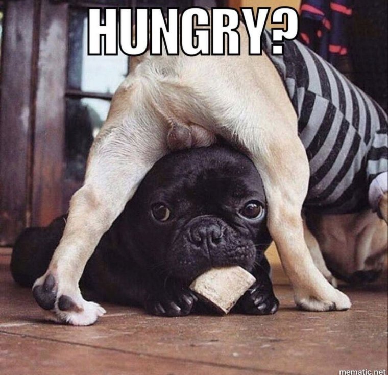 Смешные французские бульдоги