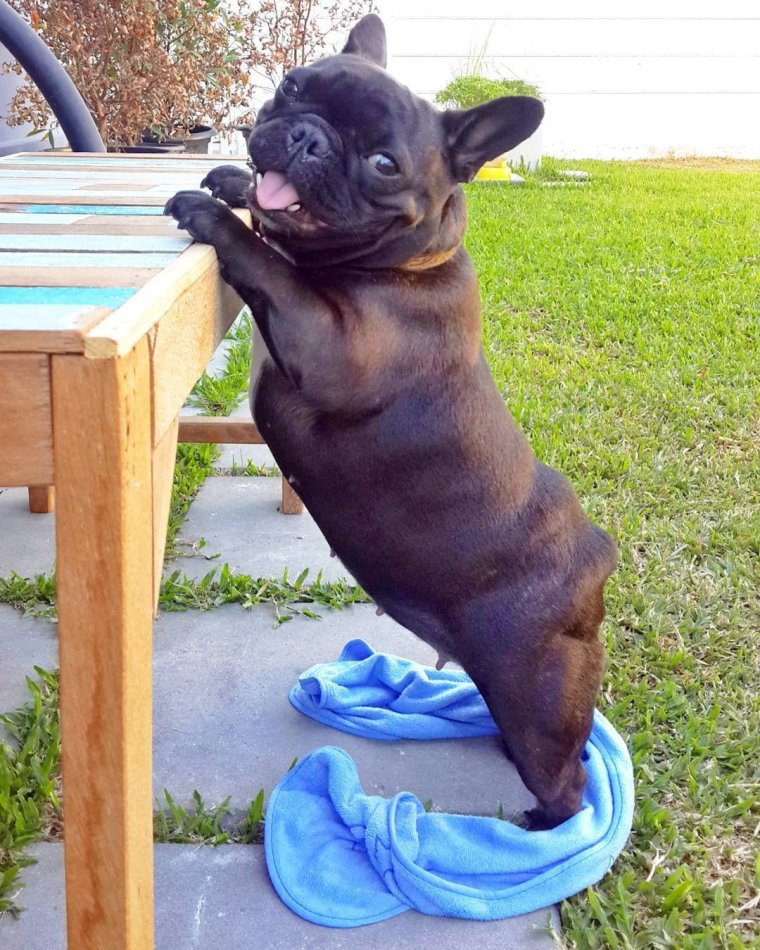 Французский бульдог приколы