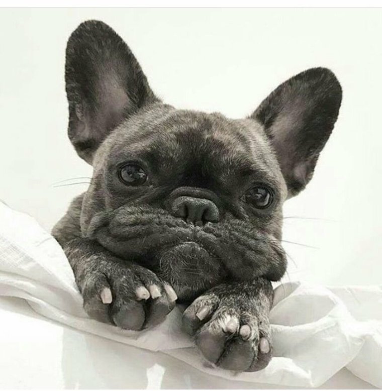 Сиамский бульдог