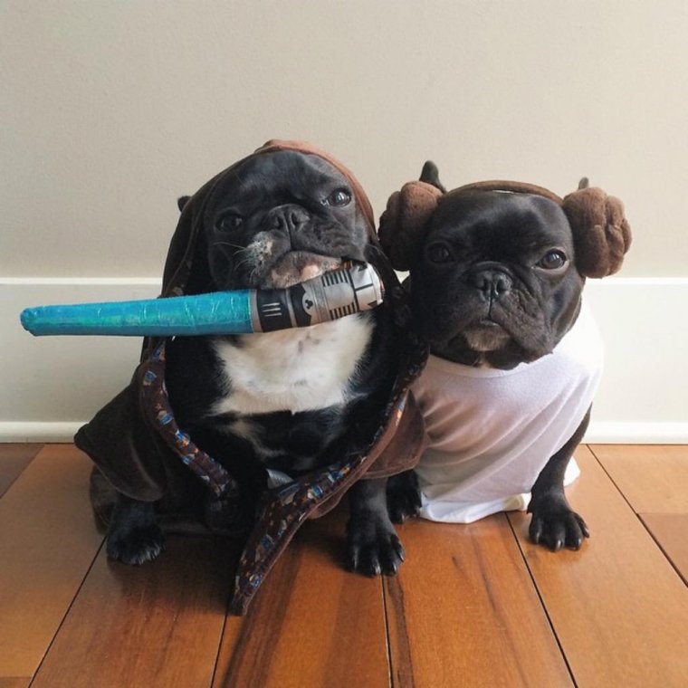 Прикольные мопсов и бульдогов