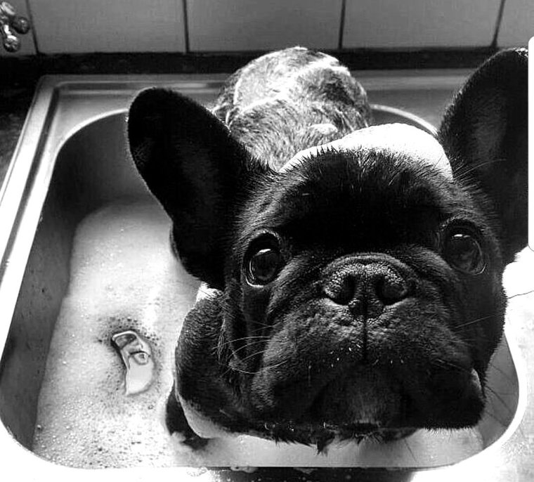 Французский бульдог в ванной