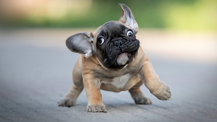 Животные собаки французский бульдог