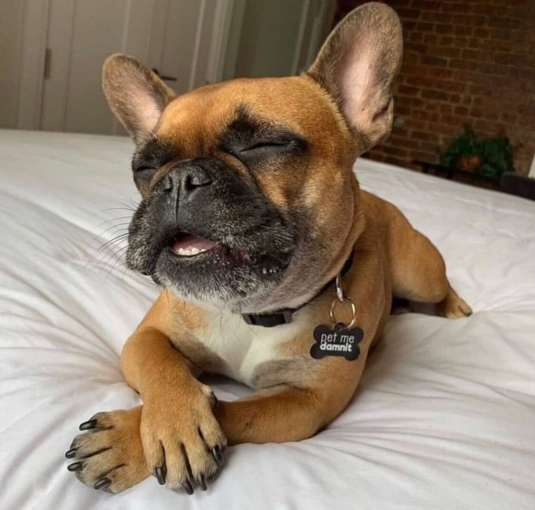 Крутой французик бульдо