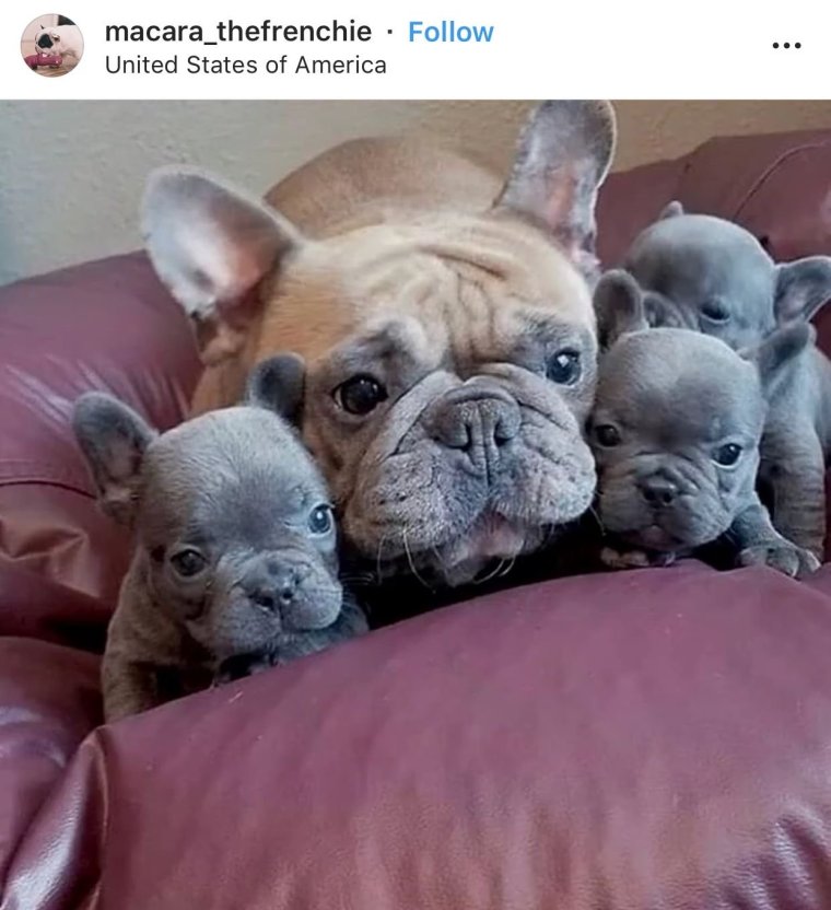 Новорождённые французские бульдоги