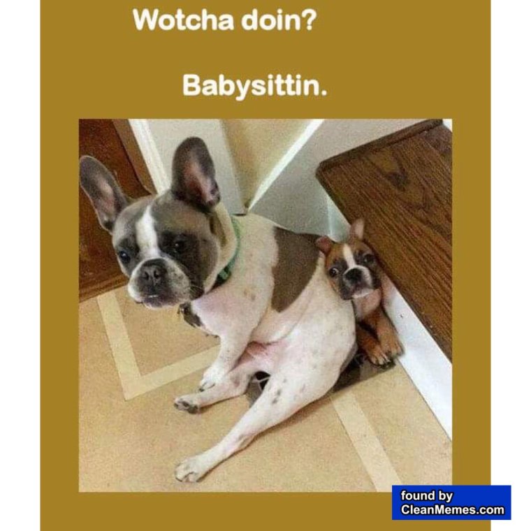 Смешные французские бульдоги до слез