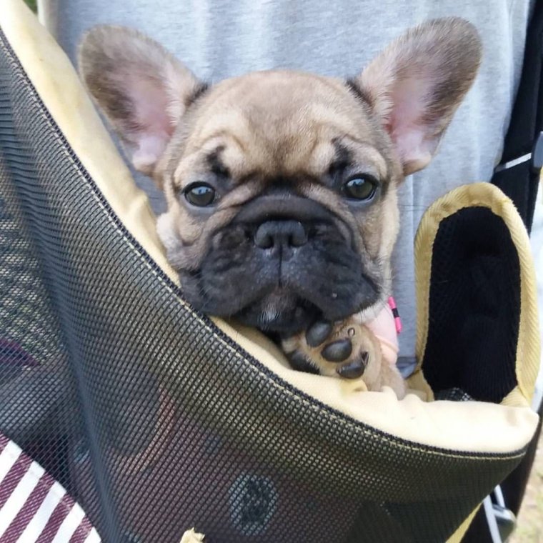 Счастливый французский бульдог