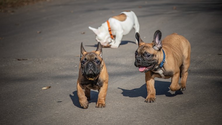 Аланский бульдог