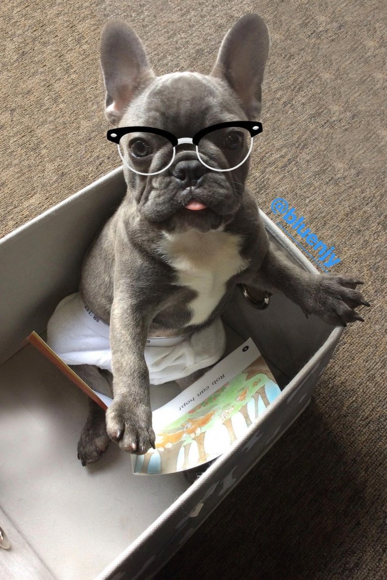 Бульдог в очках