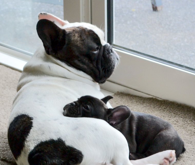 Французские бульдоги пара