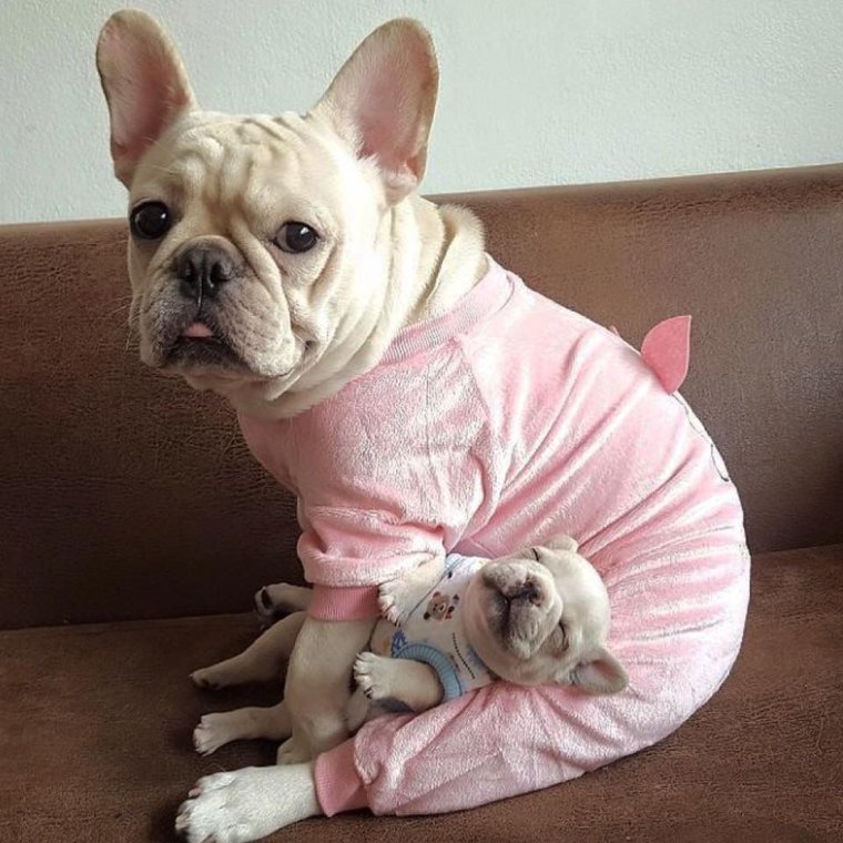 Французский бульдог в одежде смешно