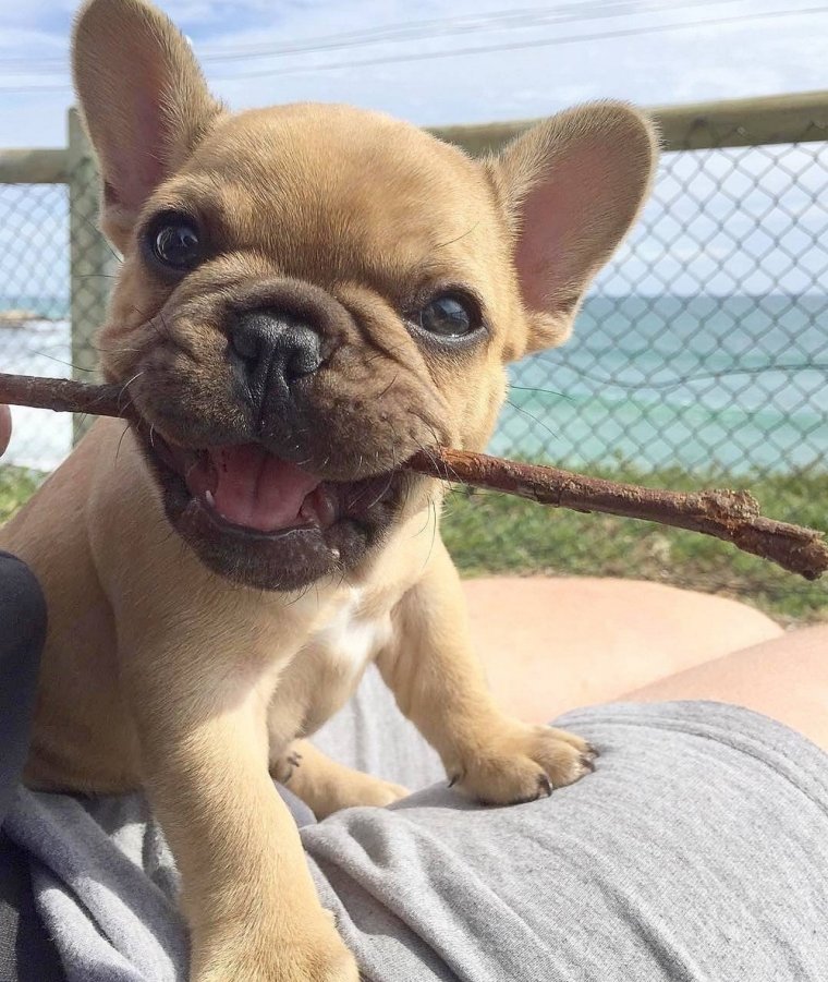 Смешные французские бульдоги