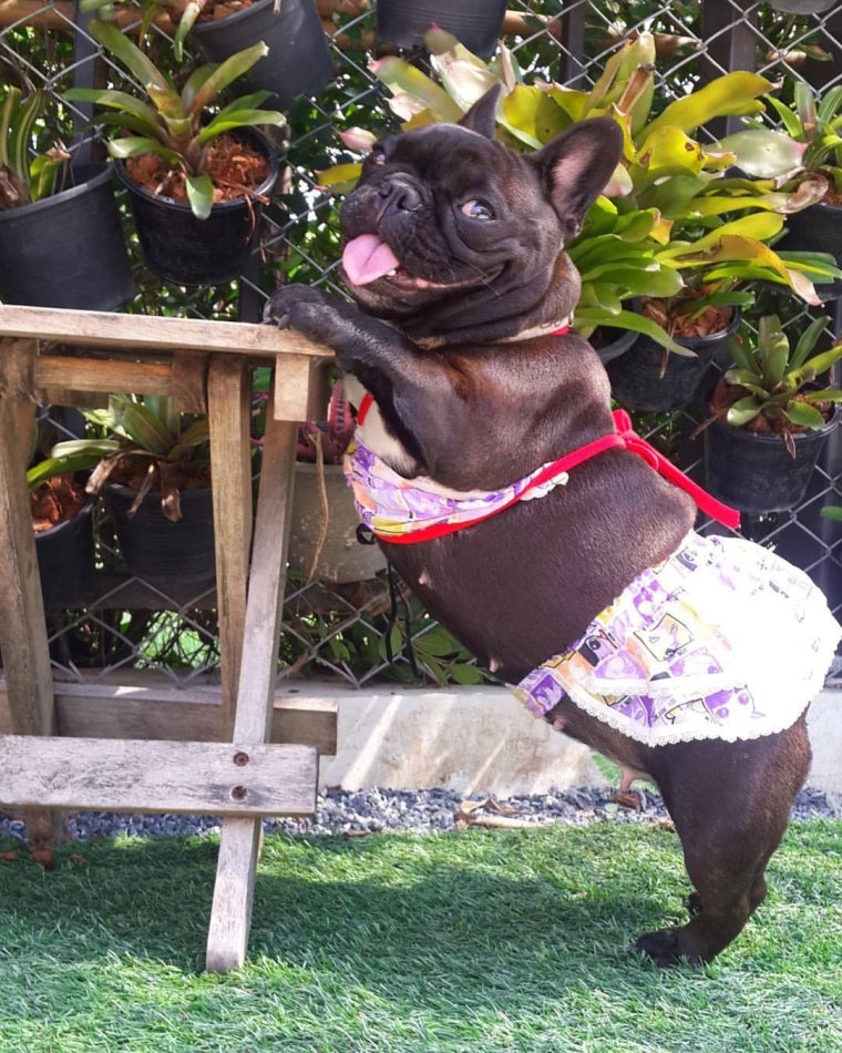 Французский бульдог в купальнике