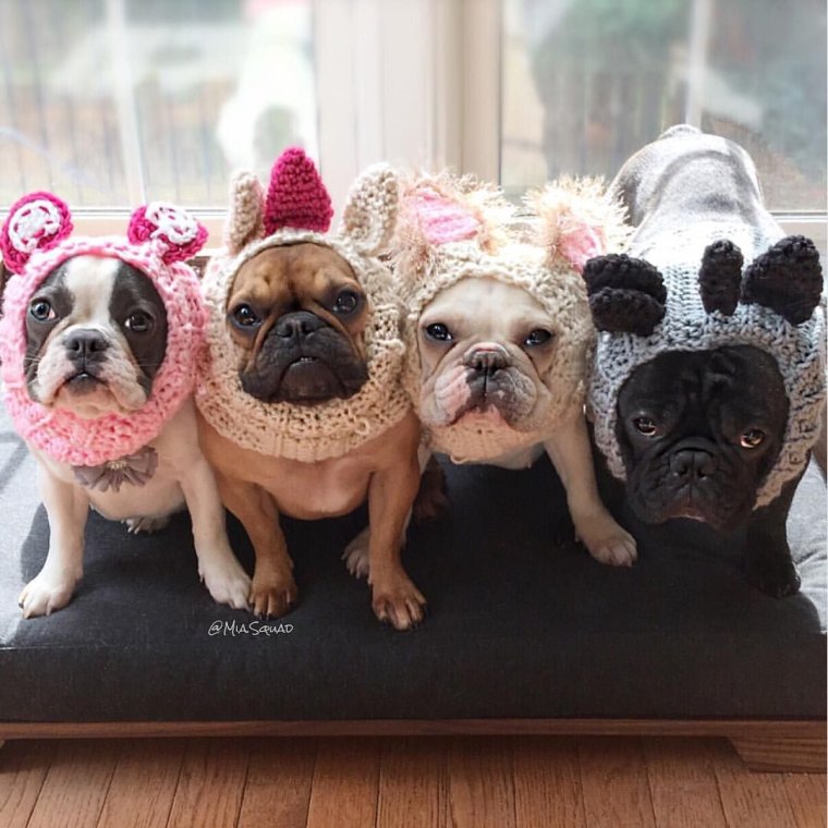 Много французских бульдогов