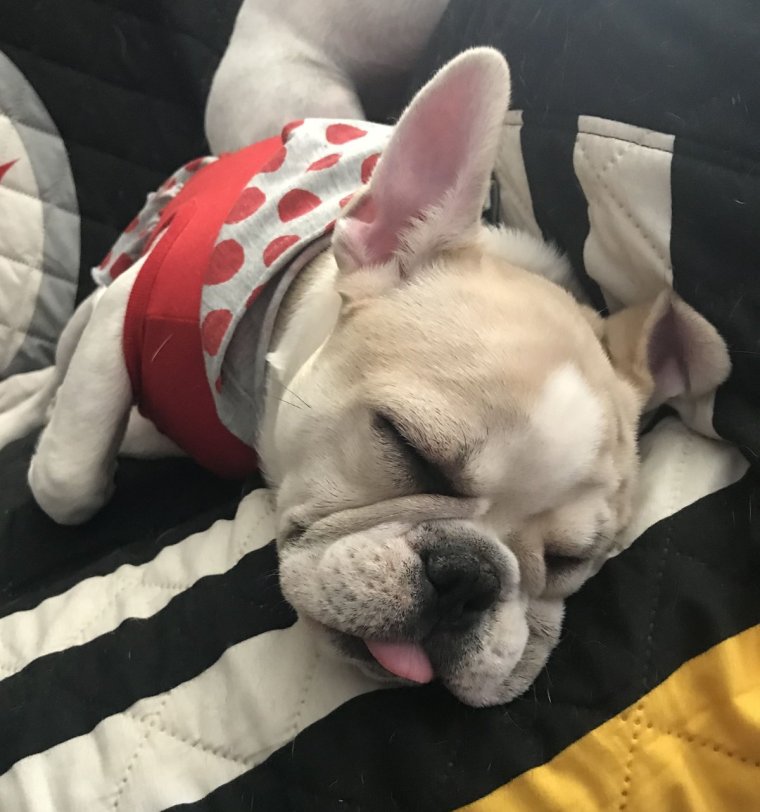 Французский бульдог спящий