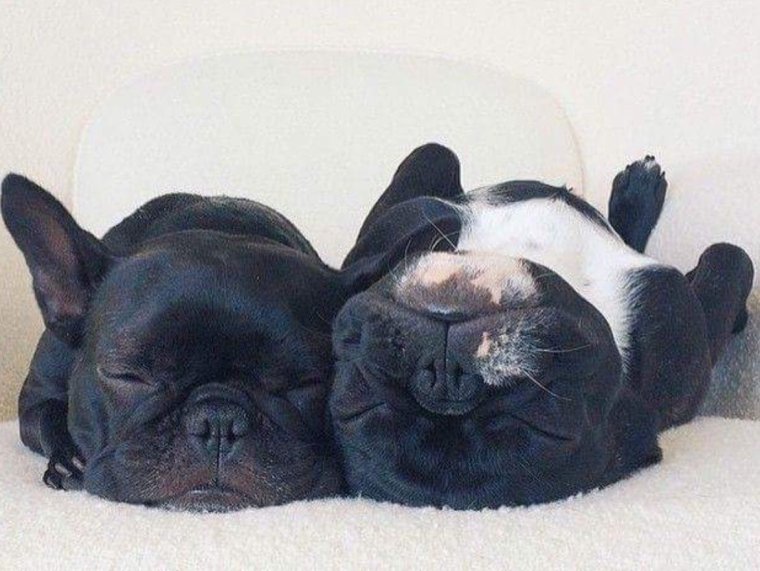Смешные французские бульдоги