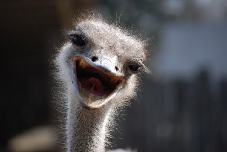 Улыбка животных