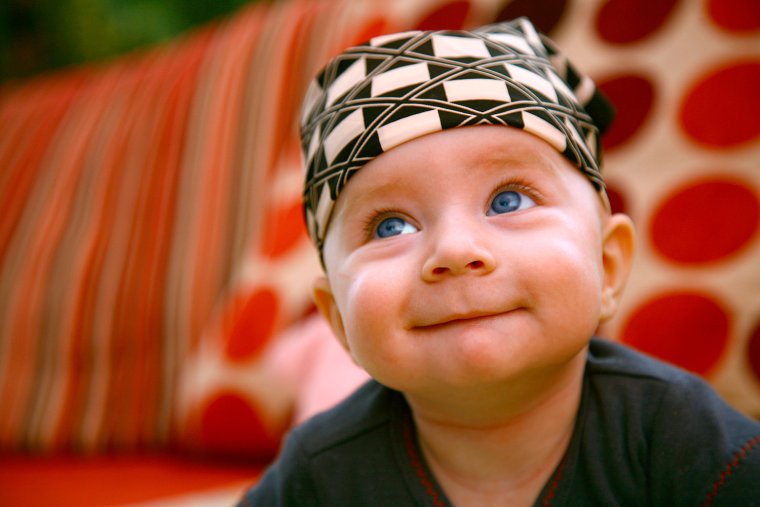 Смешные собаки