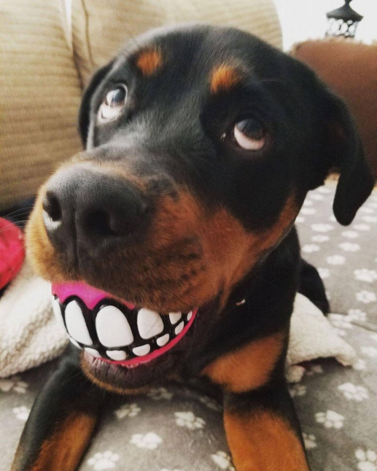 Собака улыбака ротвейлер